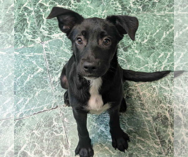 Medium Photo #4 Mutt Puppy For Sale in Anniston, AL, USA