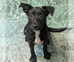 Small #3 Mutt