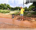 Small #12 Bernese Mountain Dog