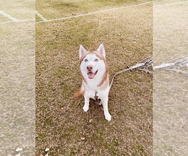 Medium Photo #1 Siberian Husky Puppy For Sale in JACKSONVILLE, FL, USA