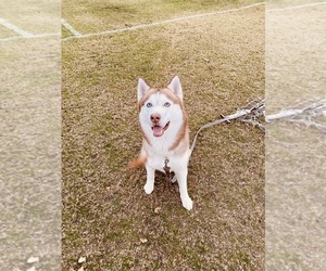 Siberian Husky Puppy for sale in JACKSONVILLE, FL, USA