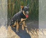 Small #7 German Shepherd Dog Mix