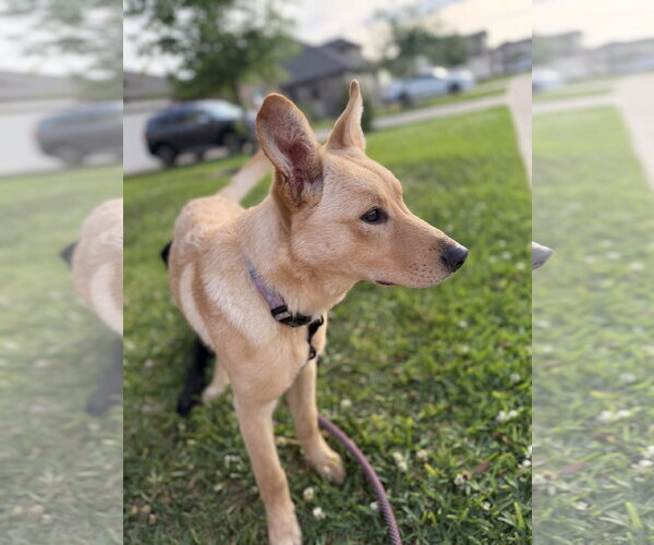 Medium Photo #3 Australian Shepherd-Unknown Mix Puppy For Sale in Missouri City, TX, USA