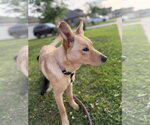 Small #2 Australian Shepherd Mix