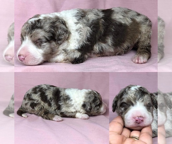 Medium Photo #3 Aussiedoodle Puppy For Sale in BROOKER, FL, USA