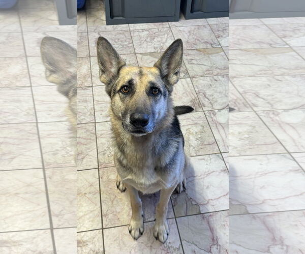 Medium Photo #3 German Shepherd Dog Puppy For Sale in Leavenworth, KS, USA