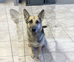 Fletcher - Male German Shepherd Dog Dog for Adoption - Photo #3