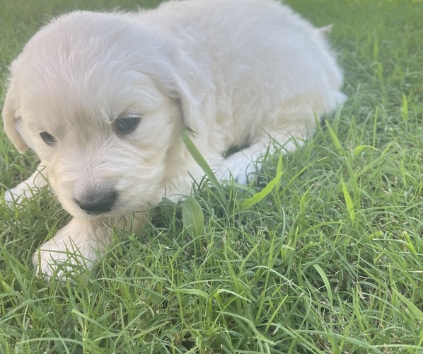 Medium Photo #1 Golden Retriever Puppy For Sale in FORNEY, TX, USA