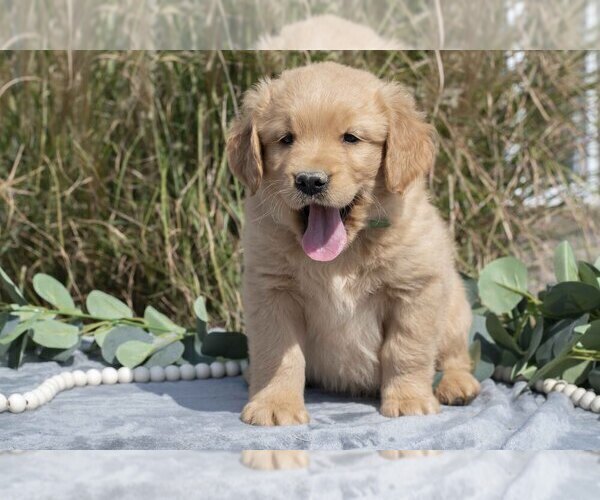 Medium Photo #1 Golden Retriever Puppy For Sale in MILLERSBURG, OH, USA