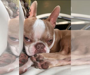 Father of the Boston Terrier puppies born on 04/30/2026