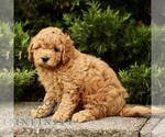 Small #2 Goldendoodle (Miniature)