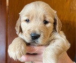 Small Photo #2 Golden Retriever Puppy For Sale in LAKE GEORGE, NY, USA