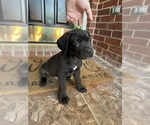 Puppy Puppy 7 Cane Corso