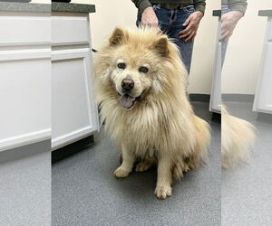 Tyron - Male Chow Chow Dog for Adoption - Photo #4