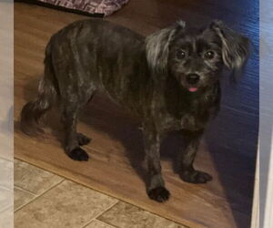 Cocker Spaniel-Unknown Mix Dogs for adoption in Lexington Park, MD, USA