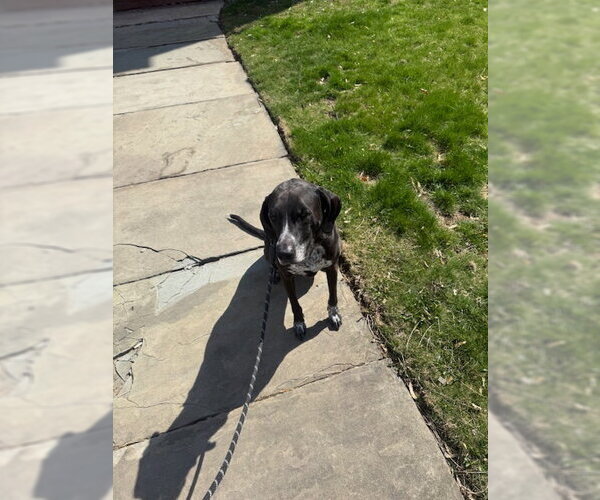 Medium Photo #4 Bluetick Coonhound-Unknown Mix Puppy For Sale in Rockaway, NJ, USA