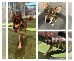 Siberian Husky-Unknown Mix Dogs for adoption in San Antonio, TX, USA