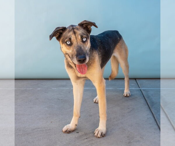 Medium Photo #2 German Shepherd Dog Puppy For Sale in Pasadena, CA, USA