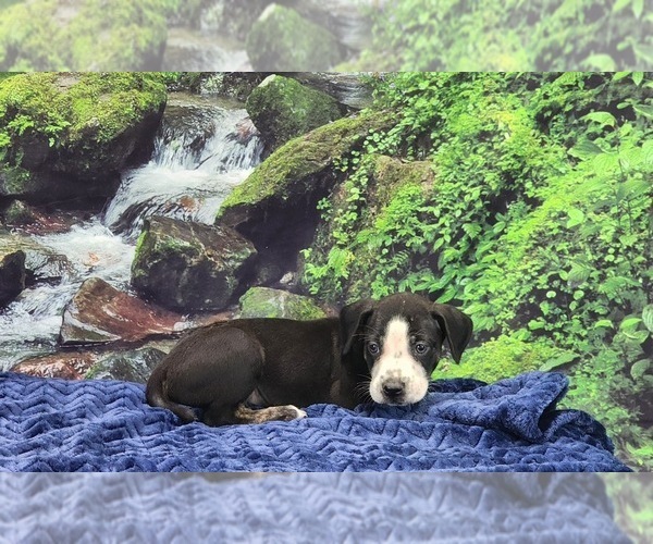 Medium Photo #17 Catahoula Leopard Dog Puppy For Sale in CUMBY, TX, USA