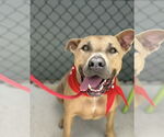 Small #6 Black Mouth Cur Mix