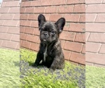 Small Photo #45 French Bulldog Puppy For Sale in DENVER, CO, USA
