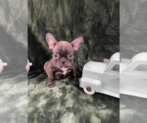 French Bulldog Puppy for sale in CHARLESTON, SC, USA