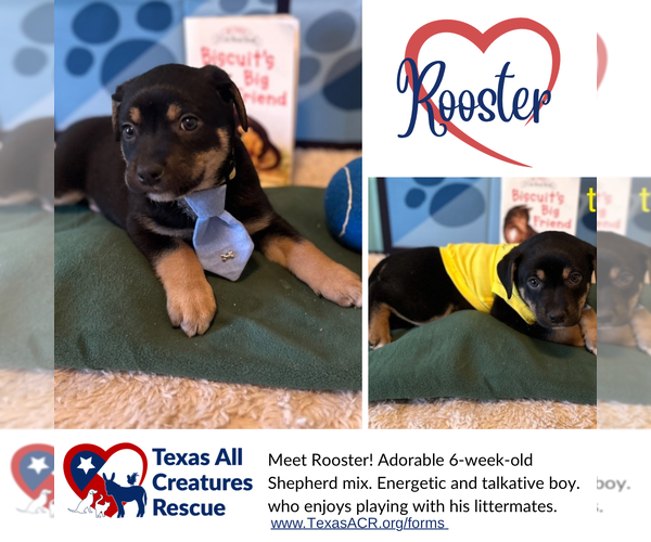Medium Photo #1 Mutt Puppy For Sale in Lillian, TX, USA