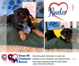 Mutt Dogs for adoption in Lillian, TX, USA