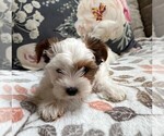 Small Photo #5 Biewer Terrier Puppy For Sale in CANBY, OR, USA