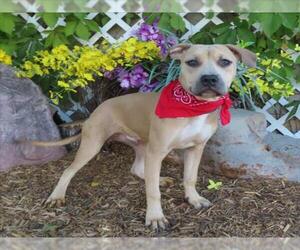 American Pit Bull Terrier-Unknown Mix Dogs for adoption in Oklahoma City, OK, USA