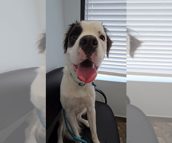 Medium Photo #4 American Staffordshire Terrier Puppy For Sale in Lake Forest, CA, USA