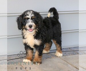 Bernedoodle (Miniature) Puppy for sale in NARVON, PA, USA