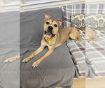 Small #6 American Pit Bull Terrier Mix