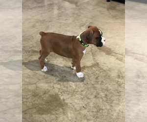 Boxer Puppy for sale in APPLE CREEK, OH, USA