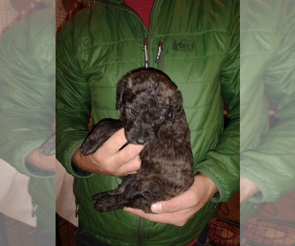 Medium Photo #12 Shepadoodle Puppy For Sale in FOUNTAIN, CO, USA