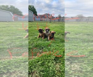 Boxer Puppy for sale in MANNFORD, OK, USA