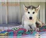 Puppy 2 Siberian Husky