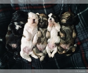 Shih Tzu Puppy for sale in HAYWARD, CA, USA