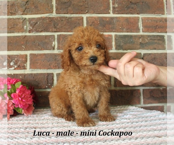 Medium Photo #2 Cockapoo (Miniature) Puppy For Sale in CLARKRANGE, TN, USA