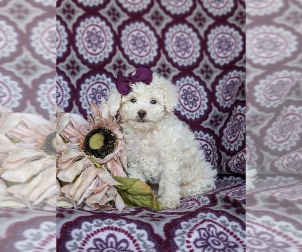 Medium Photo #2 Poodle (Toy) Puppy For Sale in NOTTINGHAM, PA, USA
