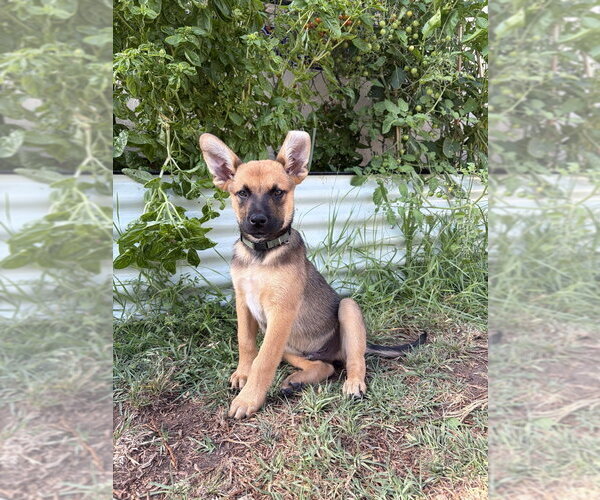 Medium Photo #2 Mutt Puppy For Sale in Dana Point, CA, USA