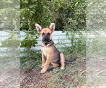 Small #1 Mutt