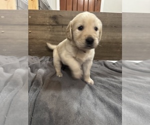English Cream Golden Retriever Puppy for sale in PAW PAW, MI, USA