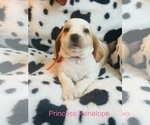 Puppy Penelope Basset Hound