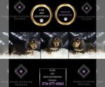 Small Photo #6 Dachshund Puppy For Sale in WARSAW, IN, USA