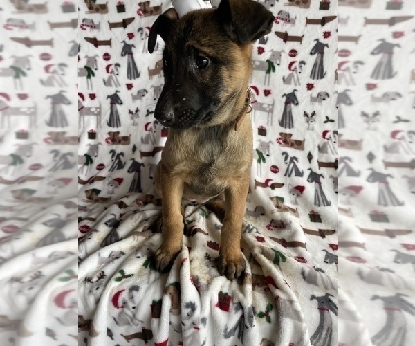 Medium Photo #2 Belgian Malinois Puppy For Sale in LANCASTER, PA, USA
