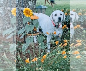Mother of the Labrador Retriever puppies born on 05/09/2025