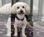 Small Maltipoo