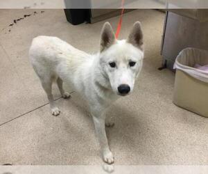 Siberian Husky Dogs for adoption in Riverside, CA, USA