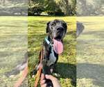 Small #1 American Pit Bull Terrier-Great Dane Mix